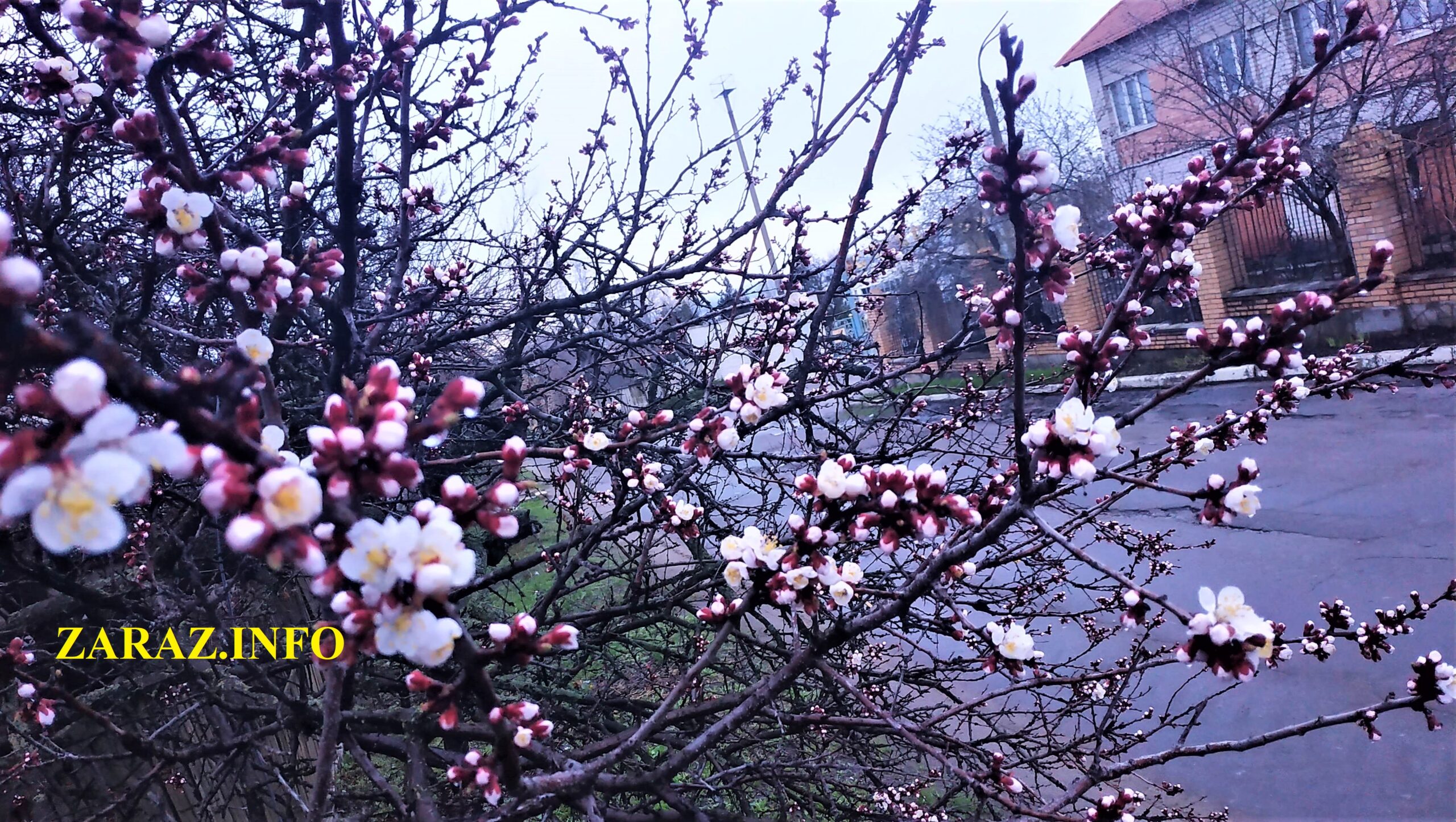 Сейчас 20 апреля. Луганск цветения абрикос. Камброд цветут абрикосы. Абрикосы в Луганске.