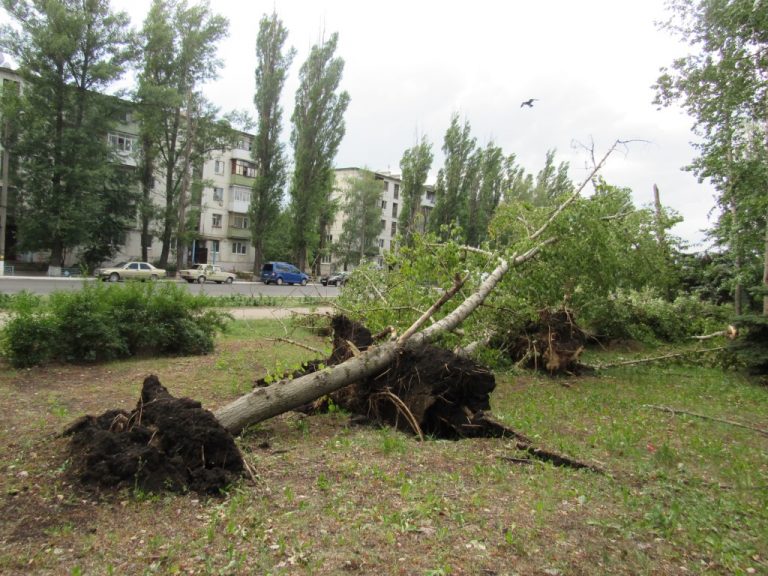 Сорванное с дерева